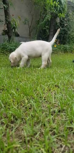 Labrador Puppy Available 0