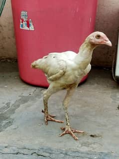 Aseel Thai / Aeel Heera / Murghi / white heera / Aseel hen for sale