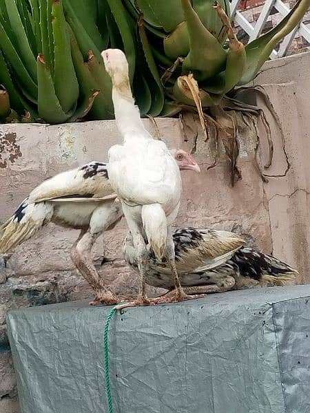 Aseel Thai / Aeel Heera / Murghi / white heera / Aseel hen for sale 8