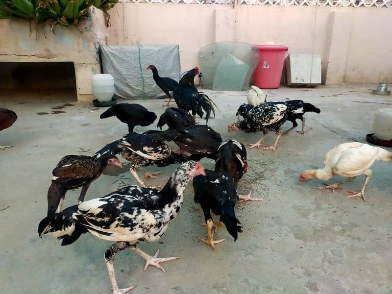 Aseel Thai / Aeel Heera / Murghi / white heera / Aseel hen for sale 4