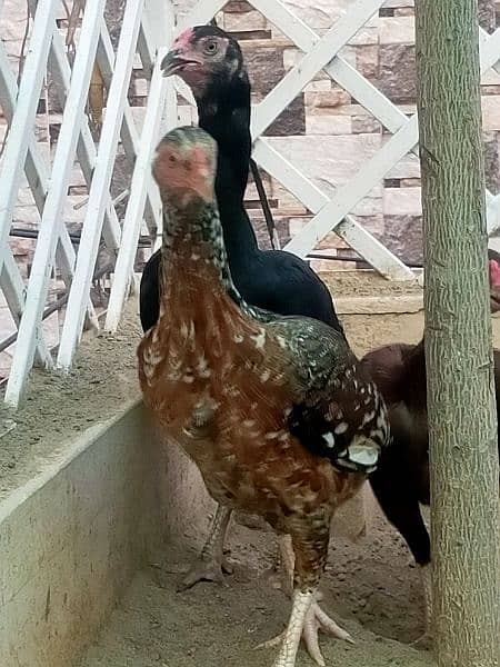 Aseel Thai / Aeel Heera / Murghi / white heera / Aseel hen for sale 5