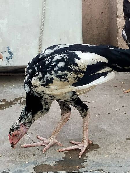 Aseel Thai / Aeel Heera / Murghi / white heera / Aseel hen for sale 6