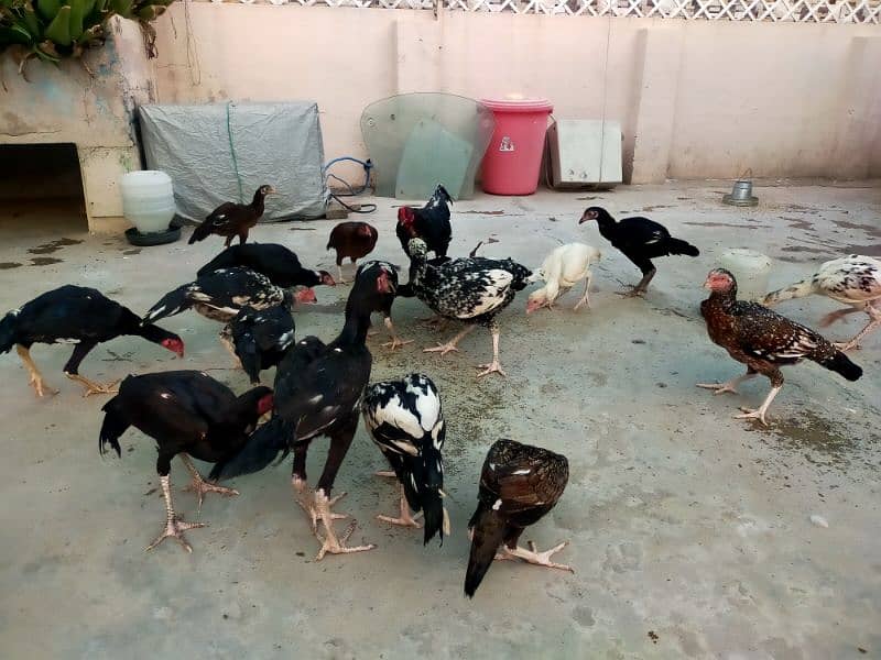 Aseel Thai / Aeel Heera / Murghi / white heera / Aseel hen for sale 1