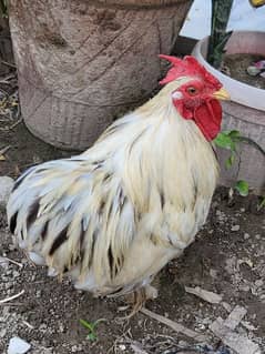 white bantam 0