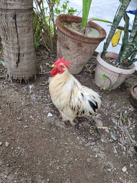 white bantam 1