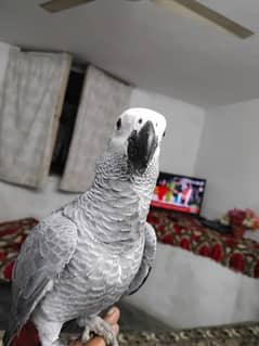 African grey salf female DNA k sath jambo sez