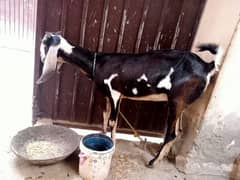 Bakri For sale 0310-1636740