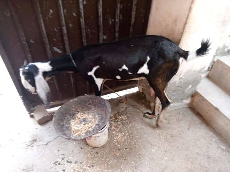 Bakri For sale 0310-1636740 2