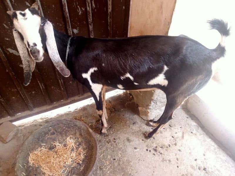 Bakri For sale 0310-1636740 4