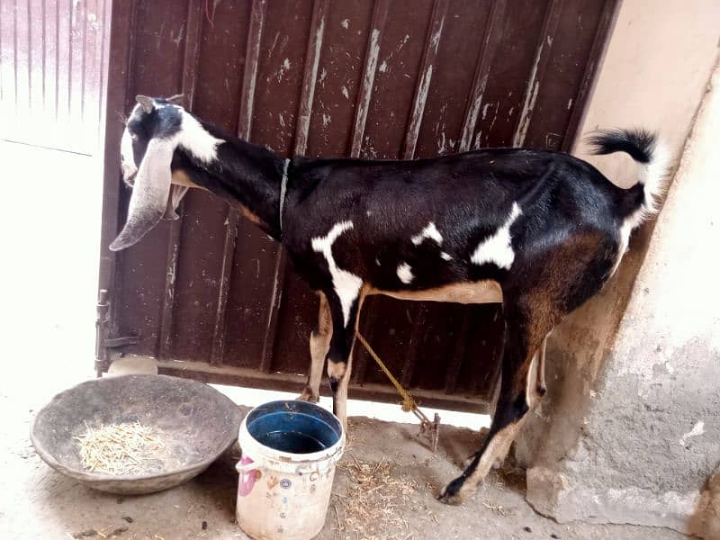 Goat For sale 0310-1636740 0