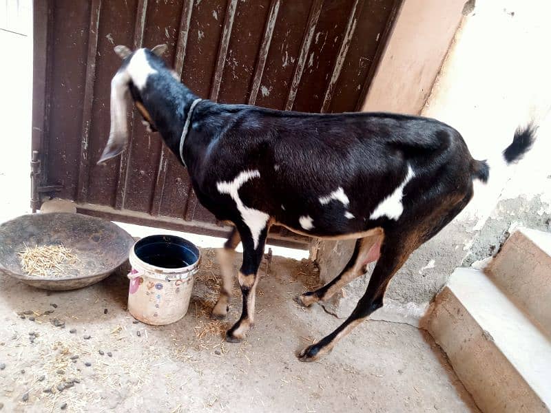 Goat For sale 0310-1636740 1