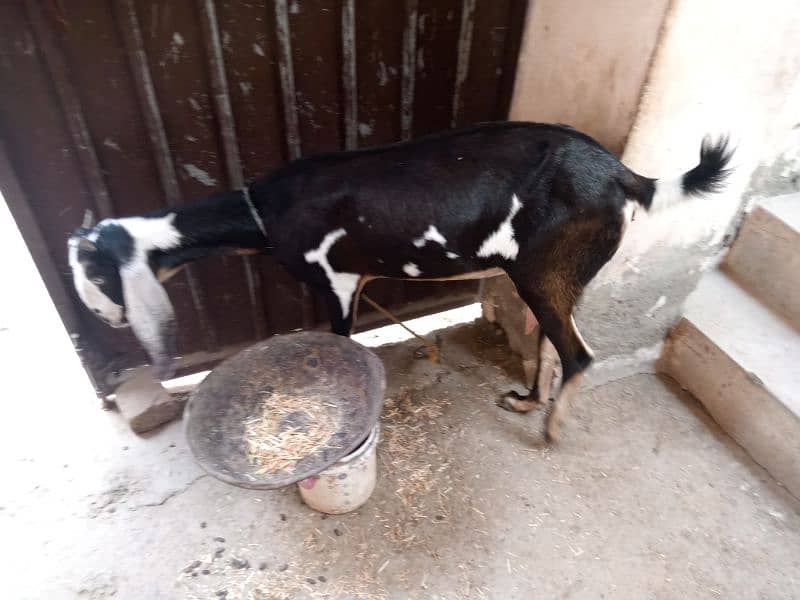 Goat For sale 0310-1636740 2