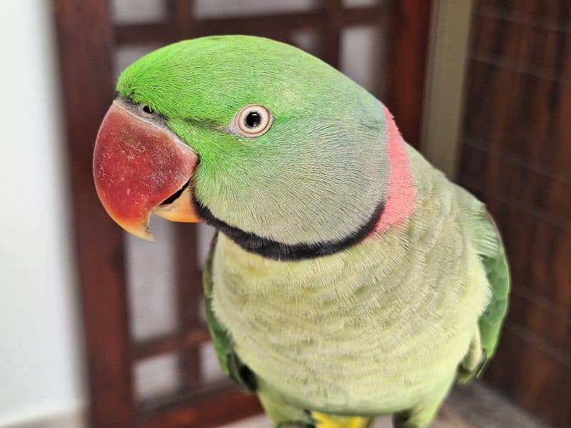 Raw kashmiri pahari parrot 0