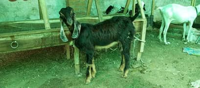 Goat female for sale