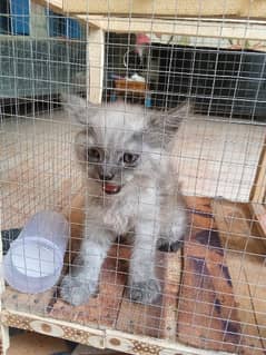 kitten for sale/grey kitten for sale/Persian kitten for sale