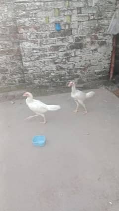 aseel hen for sale