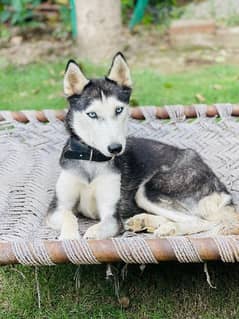 Husky  female for sale