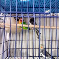 Cockatiel + fisher adult ready to breed for sale at low Price 5