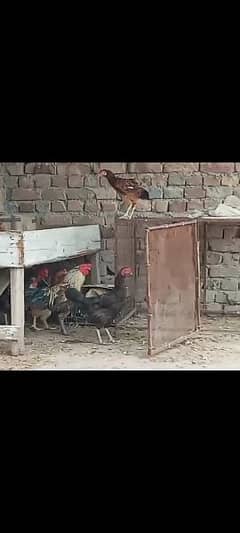 DESI HENS /MURGHIYAN