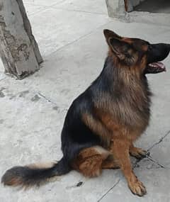 German shepherd