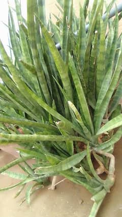 Snake plant oxygen producing plant