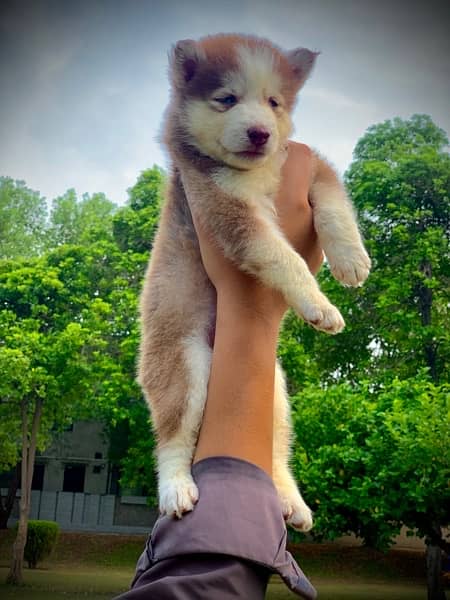 husky female puppy available 1