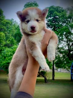 husky female puppy available