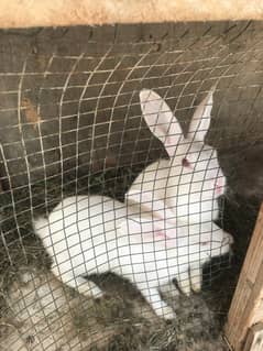 White Rabbit with red eyes pair