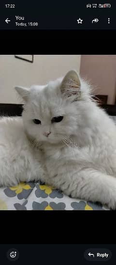 Persian cat