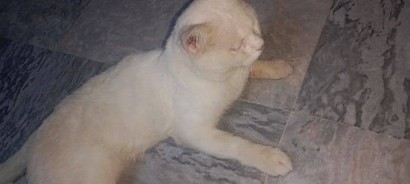 white cat 3