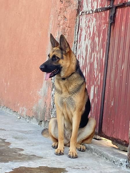 german shephered Double coated  female 1