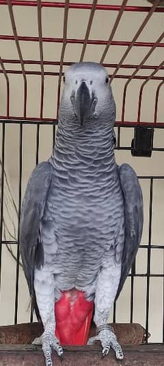 grey African parrot