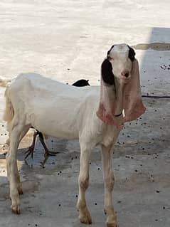 rajanpuri shokeen bakra for sale