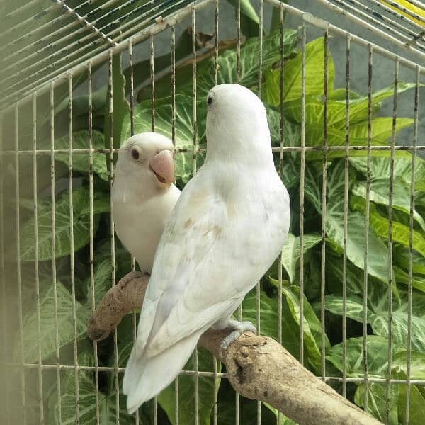 Albino Red Eye x albino Split ino Pair. Ready to breed 2