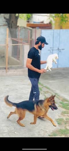 German Shepherd dog for sale