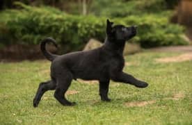 Black German shepherd puppies available for sale