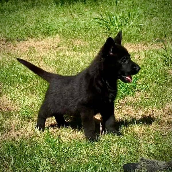 Black German shepherd puppies available for sale 2