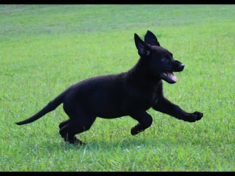 Black German shepherd puppies available for sale 3