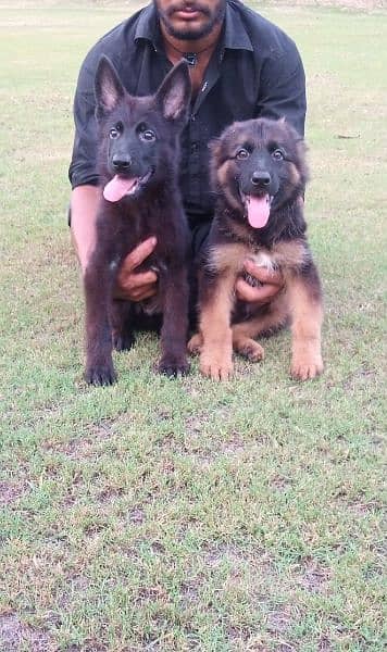 Black German shepherd puppies available for sale 5