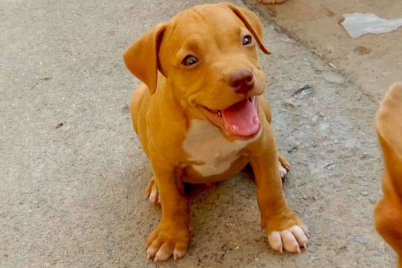 Pitbul Original home Breed Puppies for Sale 6