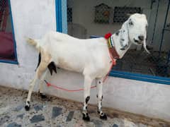 Desi Bakri