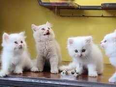 Triple coated persian kittens for sale / White kittens /Fawn kittens