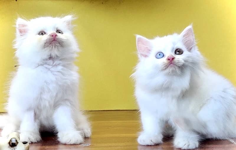 Triple coated persian kittens for sale / White kittens /Fawn kittens 1