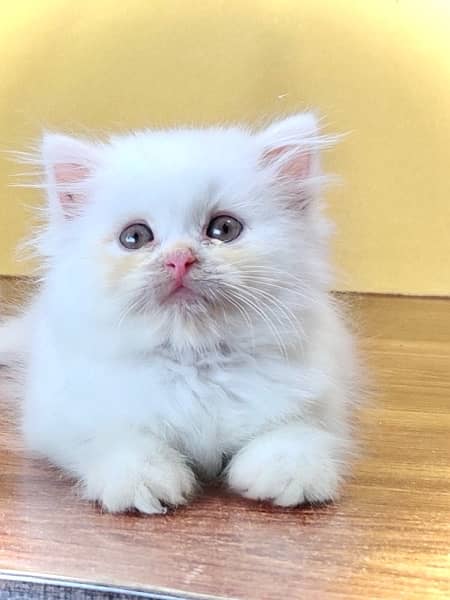 Triple coated persian kittens for sale / White kittens /Fawn kittens 2