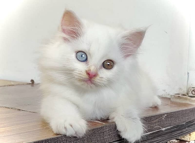 Triple coated persian kittens for sale / White kittens /Fawn kittens 3