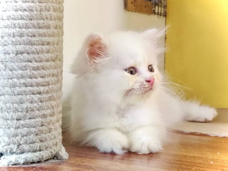 Triple coated persian kittens for sale / White kittens /Fawn kittens 4