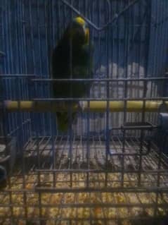 amozon parrot