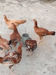 Bankay Aseel, 3 chick's  available