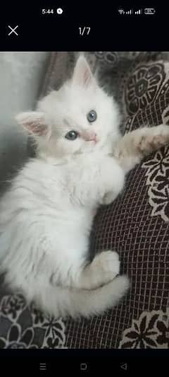 persian cat baby available 5 male 1 female