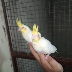 eno common white red eye cocktail hand tame breeder pair 0